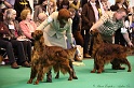 Crufts2011_2 061